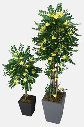 2 Boy Yapay Sibirya Bezelye Ağacı Caragana Arborescens 120 cm ve 180 cm - Thumbnail
