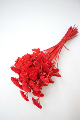 Yapay Çiçek Deposu - Kuru Çiçek Şemsiye Otu Demeti Kırmızı(Özel Kesim)