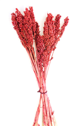 Yapay Çiçek Deposu - Kuru Çiçek Sorghum Otu 55 cm Kırmızı