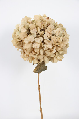 Yapay Çiçek Deposu - Lüx Bodur Ortanca Dalı (Gerçek Uzun Ömürlü Şoklanmış) 40 cm Krem