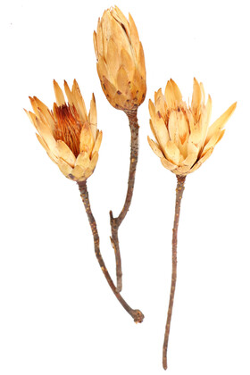 Yapay Çiçek Deposu - Doğal Kuru Çiçek Protea Enginar Çiçeği 3 Adet (Kod 644)