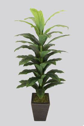 Yapay Çiçek Deposu - Siyah-Gold Saksılı Yapay Drecina Ağacı 160 cm Dracaena Plant