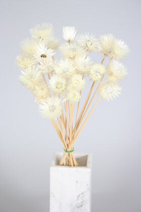 Yapay Çiçek Deposu - Kuru Çiçek Şoklanmış Yıldızcık Çiçeği Beyaz 20 Adet