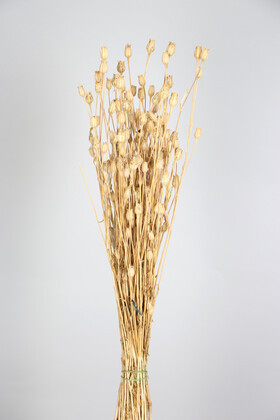 Kuru Çiçek Vazo Çiçeği 55 cm Naturel - Yapay Çiçek Deposu