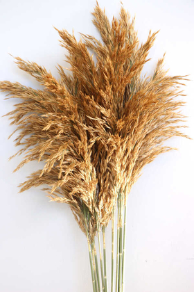 Yapay Çiçek Deposu - Kuru ÇiçekK Pampas 10lu Büyük Demet 100cm(Açık Kahve)