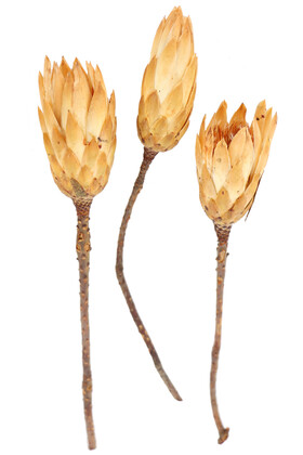 Yapay Çiçek Deposu - Doğal Kuru Çiçek Protea Enginar Çiçeği 3 Adet (Kod 600)