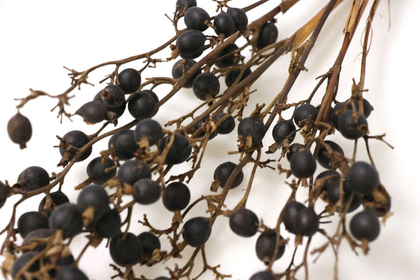 Kuru Çiçek Black Berri Böğürtlen Dalı 60cm - Thumbnail