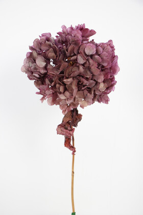 Yapay Çiçek Deposu - Lüx Bodur Ortanca Dalı (Gerçek Uzun Ömürlü Şoklanmış) 40 cm Gülkurusu