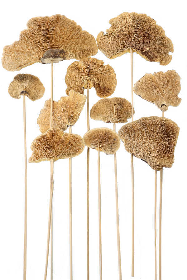 10lu Kuru Sponge Mushroom On Stem 45 Cm