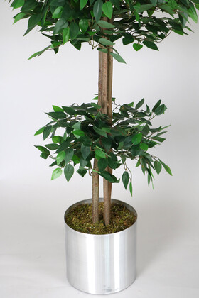 Gri Metal Saksıda Yapay Benjamin Ağacı (Ficus benjamina) 180 cm Yeşil - Thumbnail