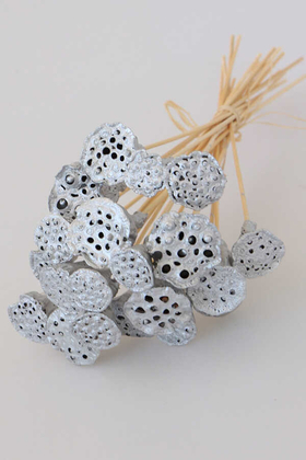 20 Adet Bambu Şiş Saplı Mini Lotus Plant Gümüş (Gerçek Lotus) - Thumbnail