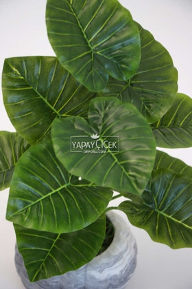 Beton Saksıda Difenbahya Bitkisi 40 cm Yeşil Damarlı Model - Thumbnail
