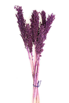 Yapay Çiçek Deposu - Kuru Çiçek Sorghum Otu 55 cm Mürdüm
