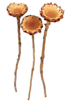 Yapay Çiçek Deposu - Doğal Kuru Çiçek Protea Pod 3 Adet (Kod 605)