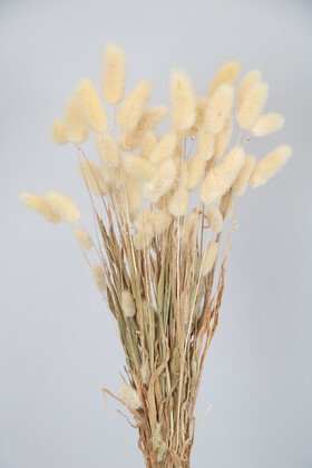 Yapay Çiçek Deposu - Kuru Çiçek İri Kafa Pamuk Otu 50 cm(ithal) Naturel