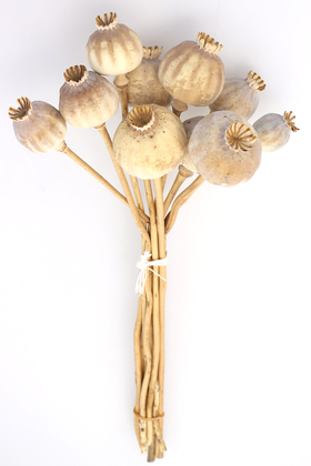 Kuru Çiçek Papaver Otu Naturel - Yapay Çiçek Deposu