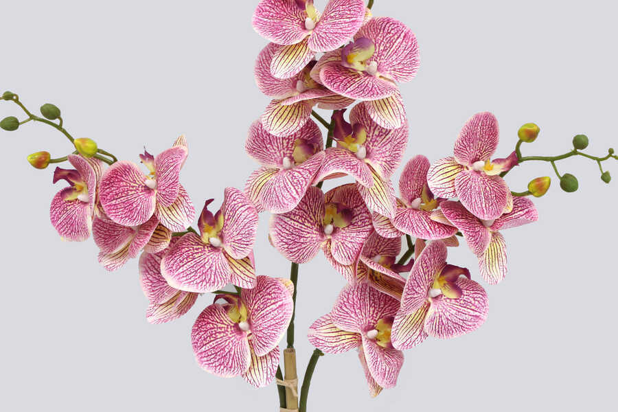 Mermer Görünümlü Beton Saksıda 3lü Yapay Orkide Tanzim Fuşya Benekli 80cm
