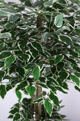 Uzun Ahşap Saksıda Yapay Benjamin Ağacı 180 cm Yeşil-Beyaz - Thumbnail