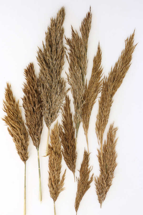 Kuru Çiçek Küçük Pampas Püskülü 10lu (Naturel) - Yapay Çiçek Deposu