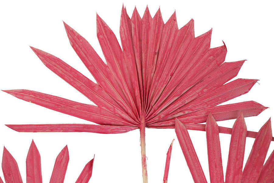 4lü Kuru Tropic Palmiye Yaprağı 40 cm Pastel Kırmızı