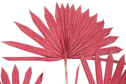 4lü Kuru Tropic Palmiye Yaprağı 40 cm Pastel Kırmızı - Thumbnail