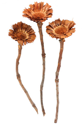 Yapay Çiçek Deposu - Doğal Kuru Çiçek Protea Pod 3 Adet (Kod 618)