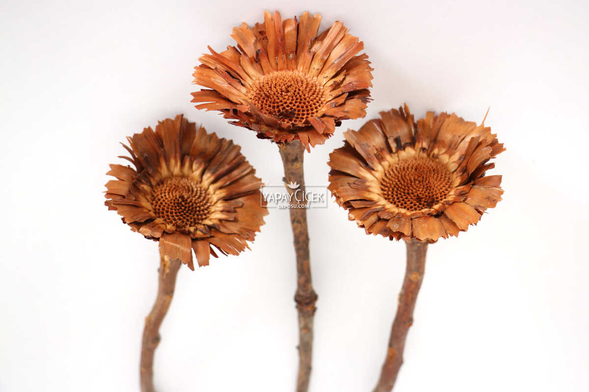 Doğal Kuru Çiçek Protea Pod 3 Adet (Kod 618)