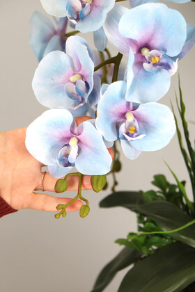 Metal Orta Boy Gümüş Saksıda Islak Premium Orkide Havai Mavi - Thumbnail