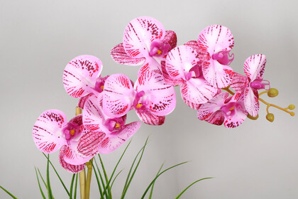 Yapay Çiçek Melamin Saksıda Orkide Tanzim 60 cm Fuşya Çizgili - Thumbnail