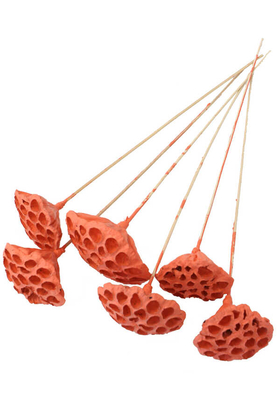 Yapay Çiçek Deposu - Succulent Lotus Plant Gerçek Lotus Çiçeği Bambu Saplı 6 Adet Somon
