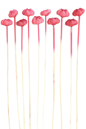 Yapay Çiçek Deposu - 10lu Paras Ped Bleach on Stem 45 cm Fuşya