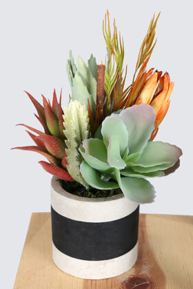 Beton Saksıda Yapay Succulent Bahçesi Tropikal Model - Yapay Çiçek Deposu