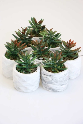 8 Adet Beton Saksıda Yeşil Kızıl Succulent Senecio Plant Set - Thumbnail