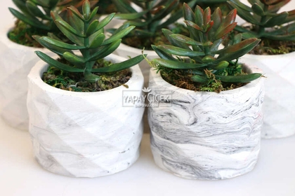 8 Adet Beton Saksıda Yeşil Kızıl Succulent Senecio Plant Set - Thumbnail