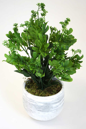 Beton Saksıda Kalanşo Çiçeği (Kalanchoe) 45cm Yeşil - Thumbnail