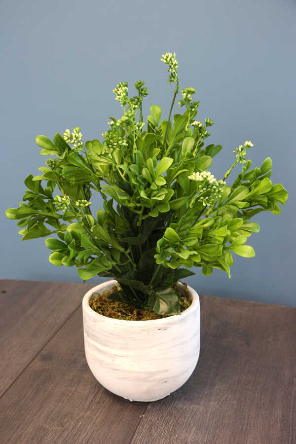 Beton Saksıda Kalanşo Çiçeği (Kalanchoe) 45cm Yeşil