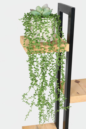 Beton Saksıda Succulentli Sarkan Boncuk Çiçeği 60 cm Yeşil - Thumbnail