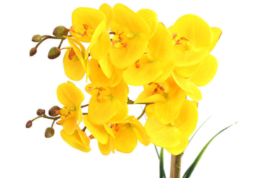 Küçük Kabak Saksıda 2li Exclusive Islak Orkide Sarı