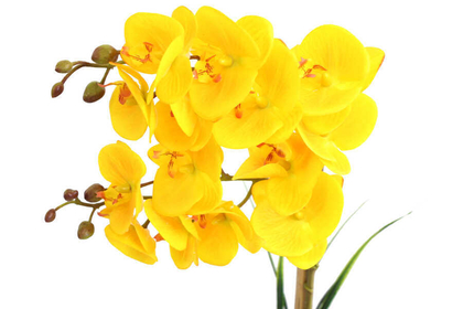 Küçük Kabak Saksıda 2li Exclusive Islak Orkide Sarı - Thumbnail