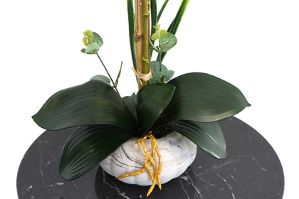 Küçük Kabak Saksıda 2li Exclusive Islak Orkide Sarı - Thumbnail