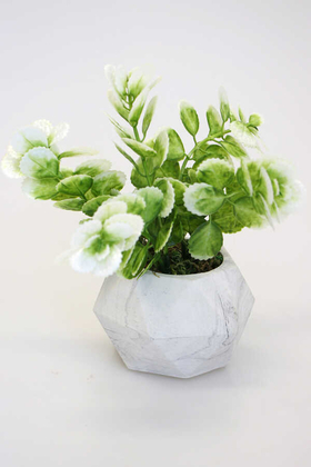 Yapay Çiçek Deposu - Dekoratif Geometrik Beton Saksıda Yeşillik Tanzimi 16cm Yeşil-Beyaz