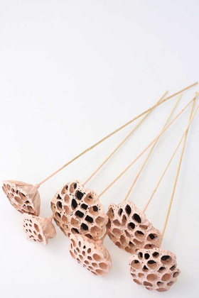 Yapay Çiçek Deposu - Succulent Lotus Plant Gerçek Lotus Çiçeği Bambu Saplı 6 Adet Açık Somon