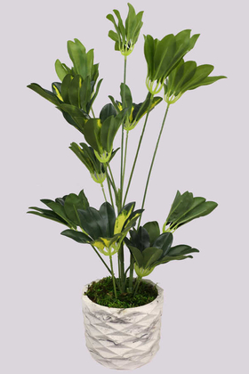 Yapay Çiçek Deposu - Handmade Beton Saksıda Yapay Şeflera Bitkisi 65cm (Schefflera)