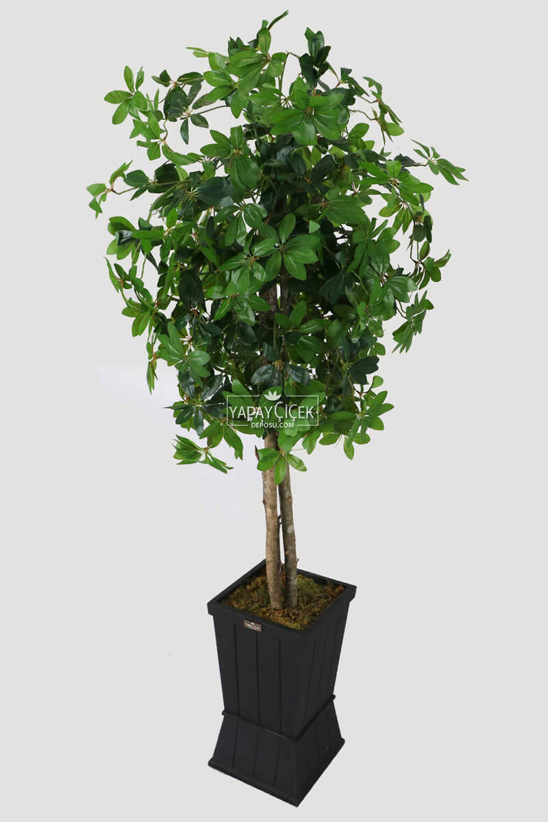 Ahşap Saksıda Yapay Schefflera (şeflera) Ağacı 180 Cm