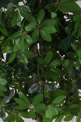 Ahşap Saksıda Yapay Schefflera (Şeflera) Ağacı 180 cm - Thumbnail