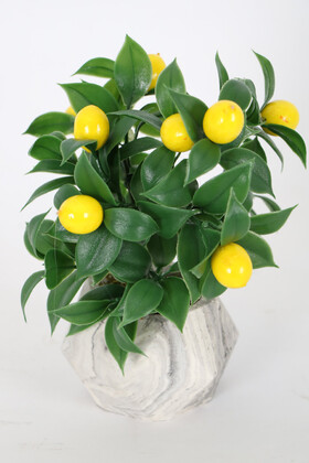 Yapay Çiçek Deposu - Geometrik Mini Beton Saksıda Limon Ağacı 18 cm