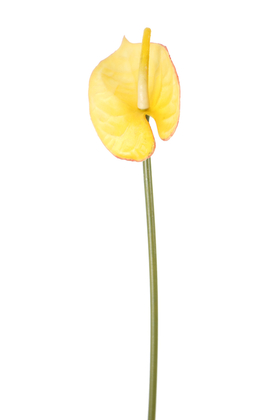 Yapay Çiçek Deposu - Yapay Yıkanabilir Silikon Antoryum Çiçeği 48 cm Sarı