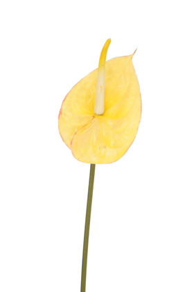 Yapay Yıkanabilir Silikon Antoryum Çiçeği 66 cm Sarı - Thumbnail