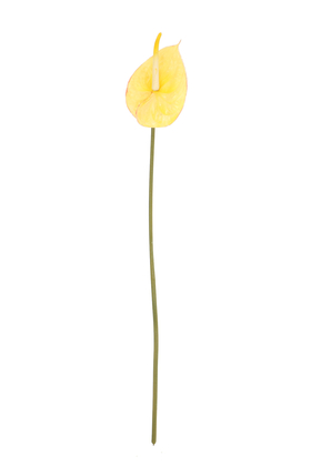 Yapay Yıkanabilir Silikon Antoryum Çiçeği 66 cm Sarı - Thumbnail