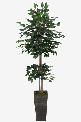 Yapay Çiçek Deposu - Yapay Benjamin Ağacı 155 cm Ağaç Gövdeli Yeşil (Ahşap Siyah Gold-Saksı)